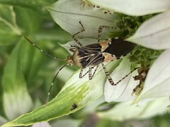 Hypselonotus punctiventris