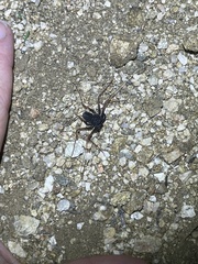 Paraphrynus carolynae