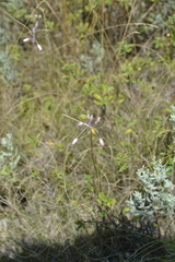 Allium praescissum
