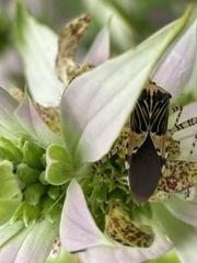 Hypselonotus punctiventris
