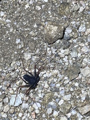 Paraphrynus carolynae