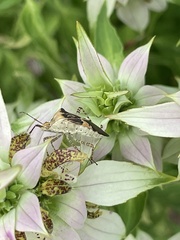 Hypselonotus punctiventris