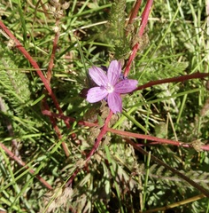 Sidalcea pedata