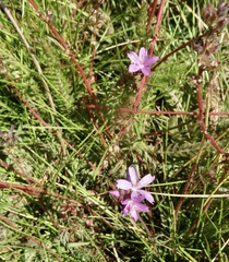 Sidalcea pedata