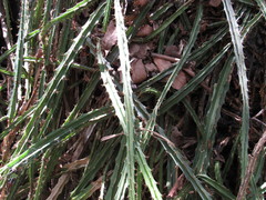 Disocactus speciosus speciosus