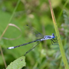 Lestes forcipatus