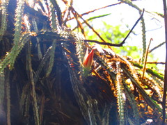 Disocactus speciosus speciosus