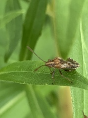 Stictopleurus punctiventris