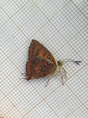 Axiocerses harpax
