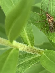 Stictopleurus punctiventris