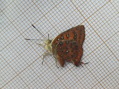 Axiocerses harpax