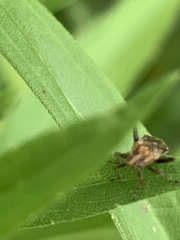 Stictopleurus punctiventris