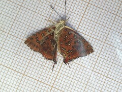 Axiocerses harpax