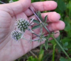 Eryngium planum