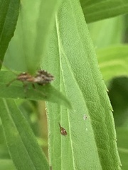 Stictopleurus punctiventris