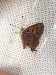 Axiocerses harpax