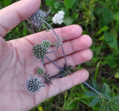 Eryngium planum