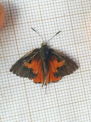 Axiocerses harpax