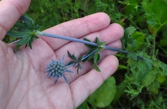 Eryngium planum