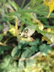 Liocoris tripustulatus