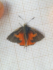 Axiocerses harpax