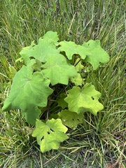 Solanum viarum