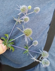 Eryngium planum