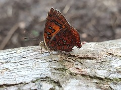 Axiocerses harpax