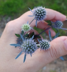 Eryngium planum