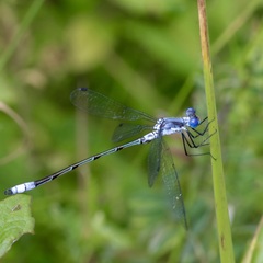 Lestes forcipatus