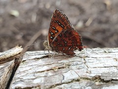 Axiocerses harpax