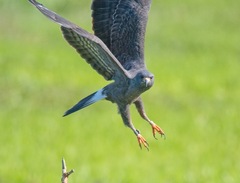 Rostrhamus sociabilis plumbeus