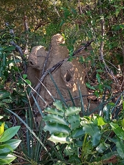 Cornitermes bequaerti