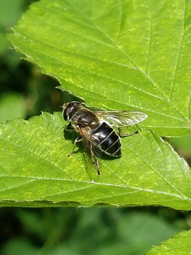 Orange-spined Drone Fly, Veldhoven, Nederland, photo 5 of 10