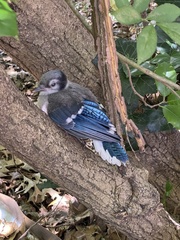 Cyanocitta cristata