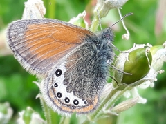 Coenonympha gardetta