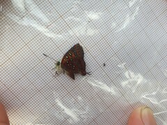 Axiocerses harpax