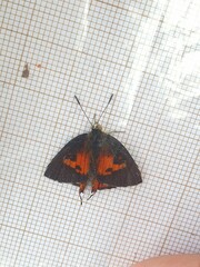 Axiocerses harpax
