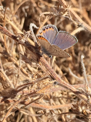 Icaricia acmon