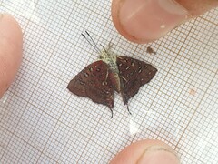 Axiocerses harpax