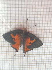 Axiocerses harpax
