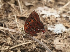 Axiocerses harpax