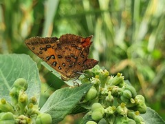 Axiocerses harpax