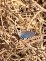 Icaricia acmon