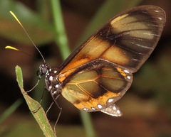 Callithomia lenea