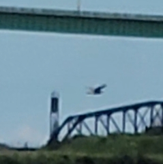 Haliaeetus leucocephalus