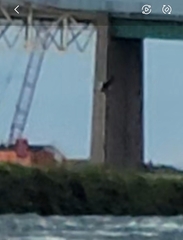 Haliaeetus leucocephalus