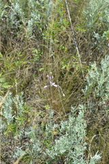 Allium praescissum