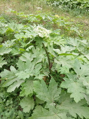 Heracleum sosnowskyi