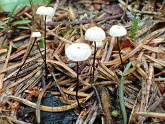 Marasmius wettsteinii